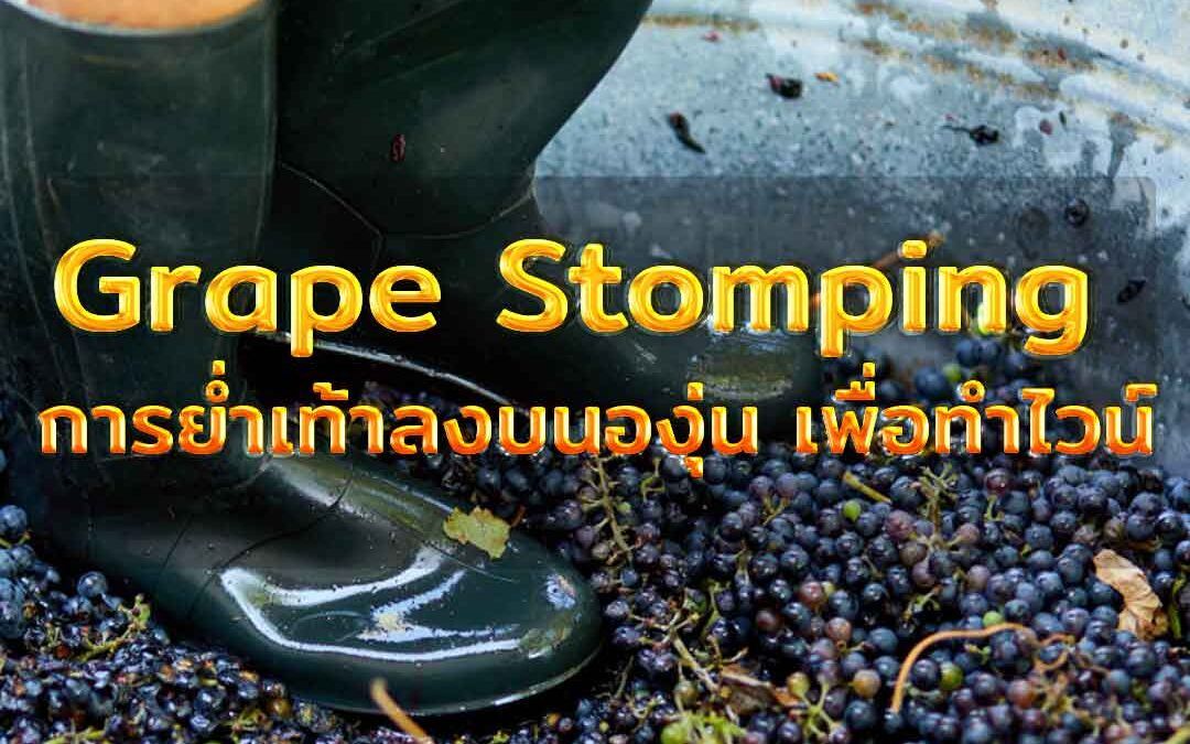 Grape Stomping การย่ำเท้าลงบนองุ่น เพื่อทำไวน์